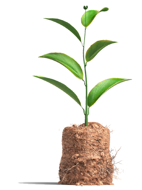 Responsabilidad Social